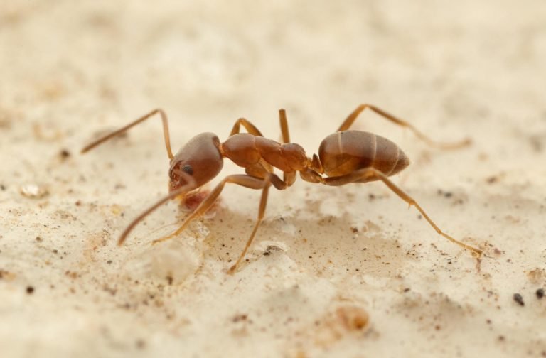 Ant Control Agoura Hills