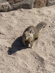 Removing Ground Squirrels