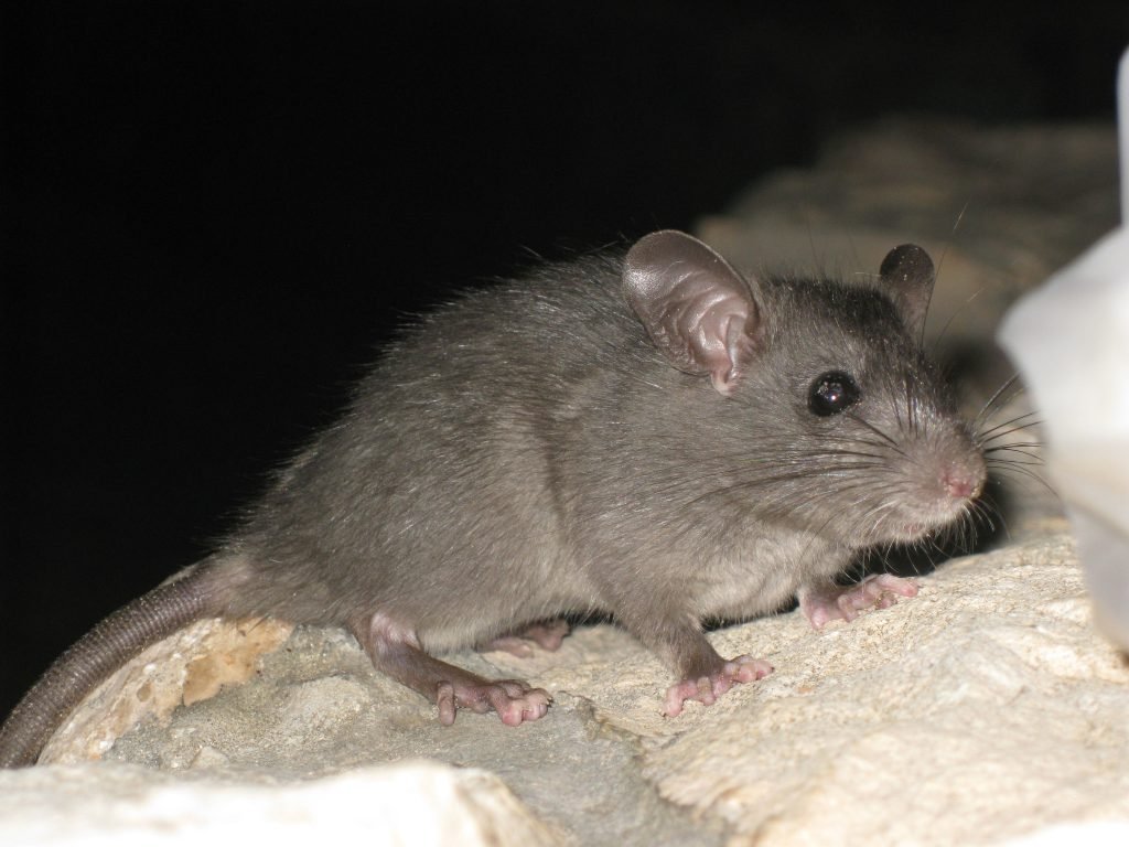 Roof Rat In Attic