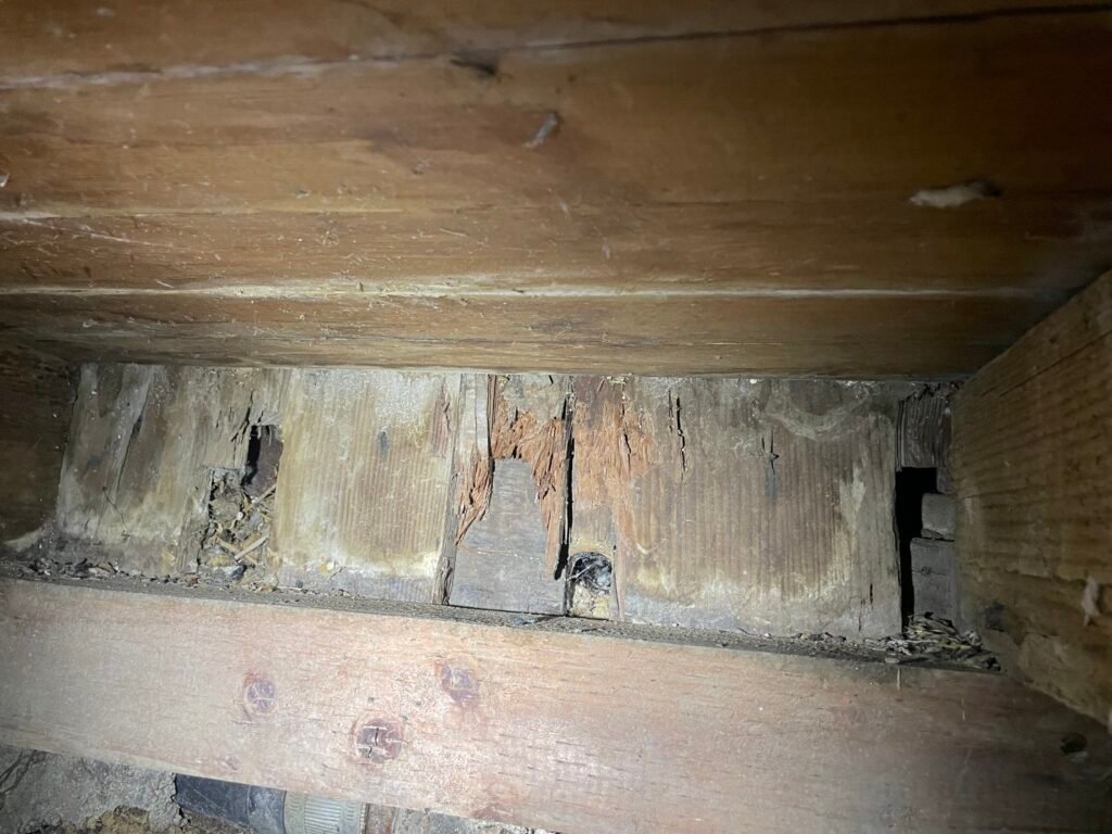 Mastering Rodent Control: Before photo of crawl space where rodents were entering