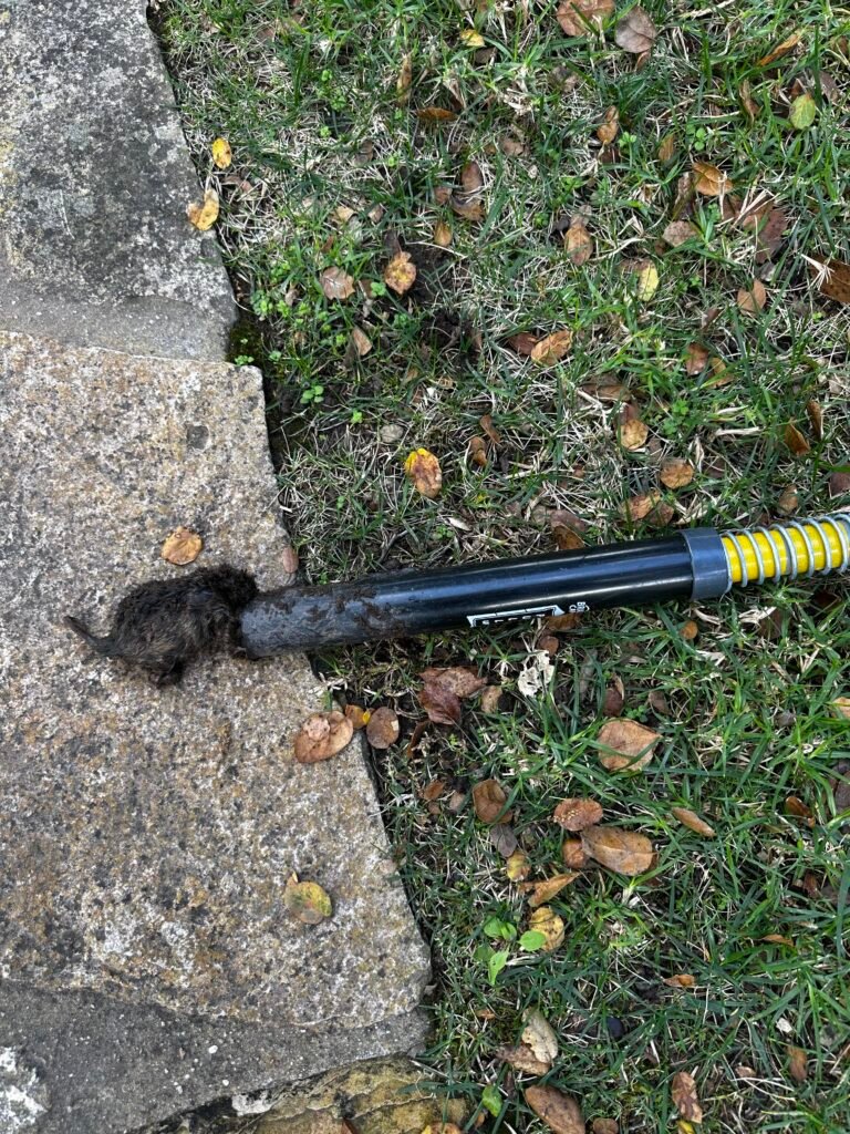 pocket gopher caught in gopher hawk trap.