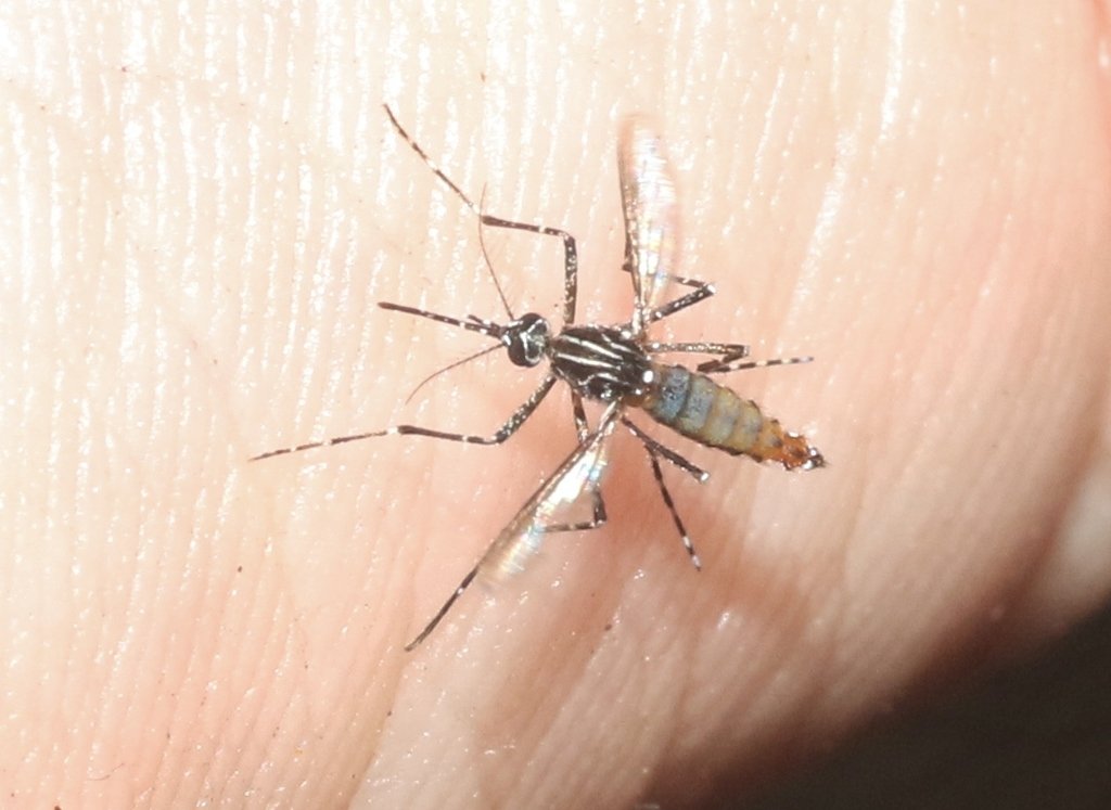 Mosquito Control