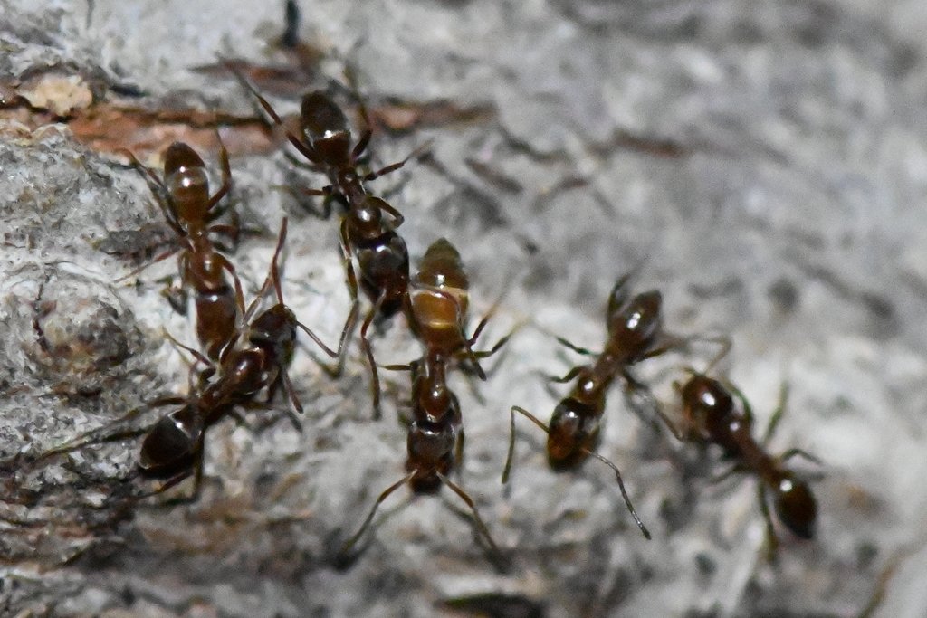 ant infestation Ventura County